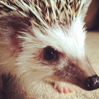 ハリネズミの里親探しています