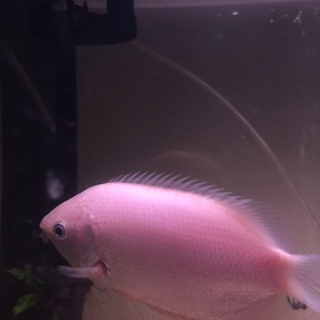 コリドラス、グラミーの里親