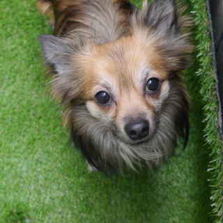 元気いっぱいの甘えん坊 チワワMix　ロート