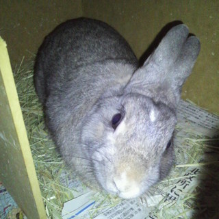 ミニウサギ　1歳　①