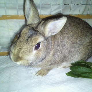 ミニウサギ　1歳　②