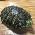 二匹のミドリガメ、13㎝＆10㎝、里親を募集します