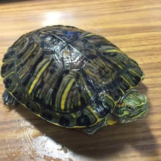 二匹のミドリガメ、13㎝＆10㎝、里親を募集します