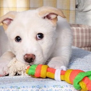 一緒に遊ぼ！フレンドリーワンコななお君