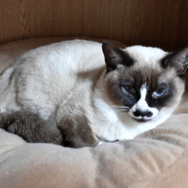 ねこべやのカバー写真