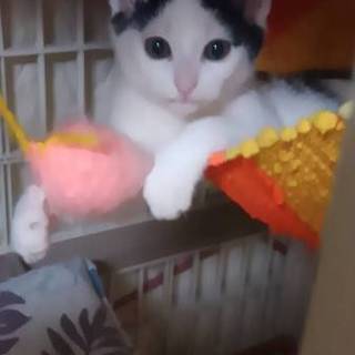 個性的な白黒　ずきんちゃん