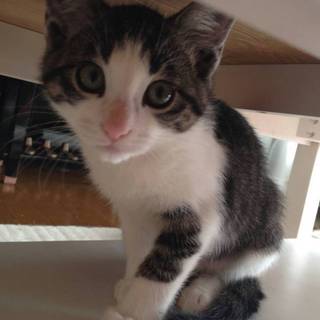 元気いっぱいな　せんす君