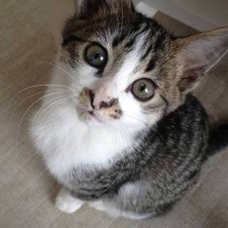 おしゃべりな　羽織ちゃん