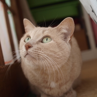 ミルクティー色の女の子、甘えん坊です！