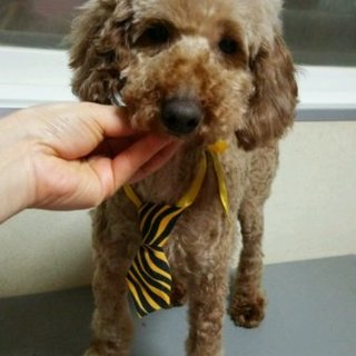 トイプードルの里親募集