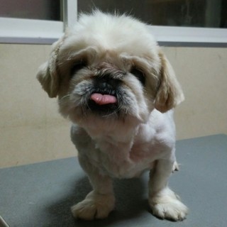 ペキニーズの里親募集します。