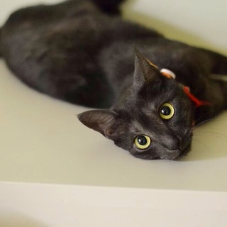 あまえたさんの黒猫大人女子