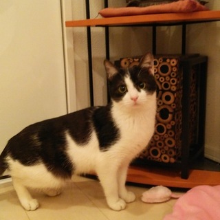 甘えん坊の可愛いハチワレ君❗