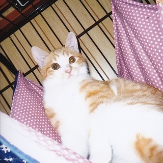 茶白のこはるちゃんはちょっとびびりな美人さんです