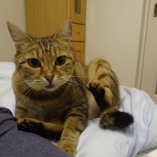 捨て猫です。暖かい家に迎え入れてください。