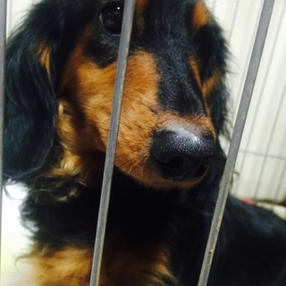 元気一杯！M.ダックス♂今年で3歳です♡