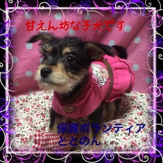 シュナウザーとチワワのMIX可愛い女の子です。