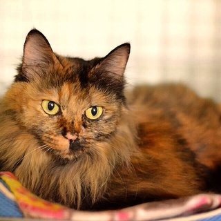 あまえたさんの長毛さびちゃん