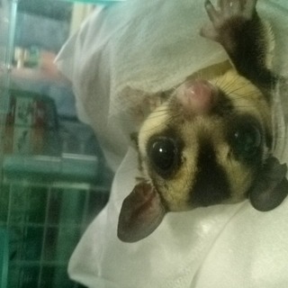 モモンガ♂   １歳です