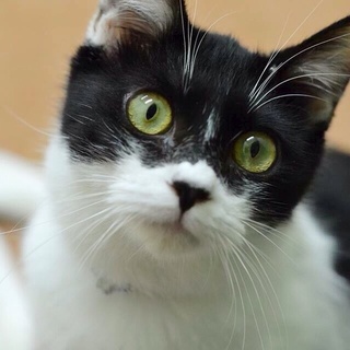 パーマン柄のあまえたさん