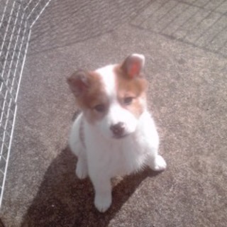 白茶ぶちの人懐っこい女の子