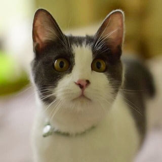 グレー白超美男