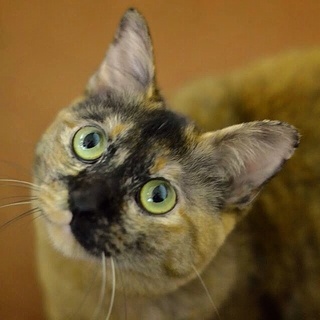 丸顔丸目金さびのロウェナ