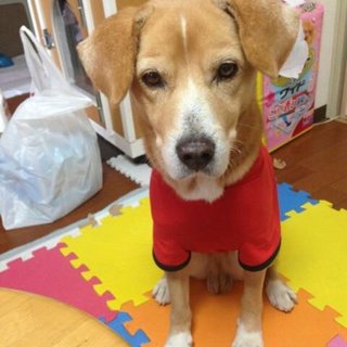 里親さん募集しています