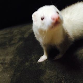 可愛がってくれませんか？