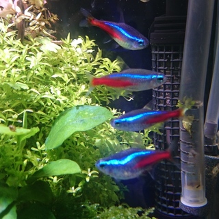 ネオンテトラとミナミヌマエビ
