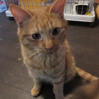 飼いやすさ一押し！茶トラ君