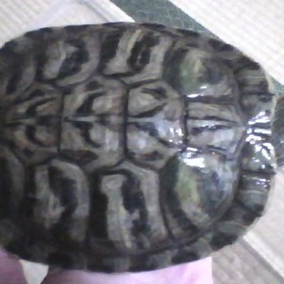 ミシシッピアカミミガメの里親さんを探しています。