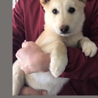 生後3カ月ほど   美しいクリーム色の男の子