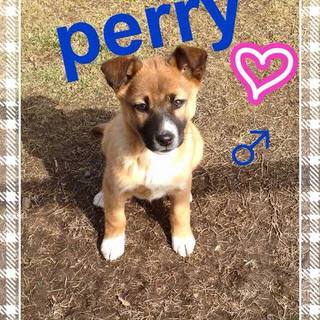 元気な男の子　ペリー君