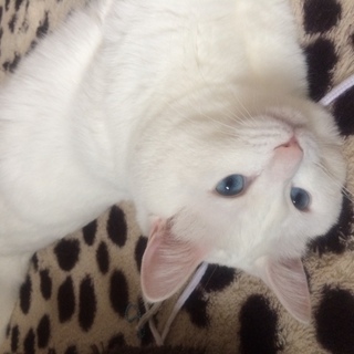 【大分】真っ白　オス　２歳　去勢済