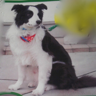 人なつこいボーダーコリー