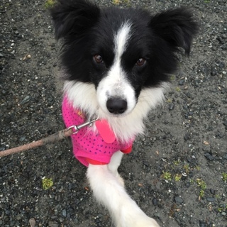 ボーダーコリー　３歳メス　プリムラ