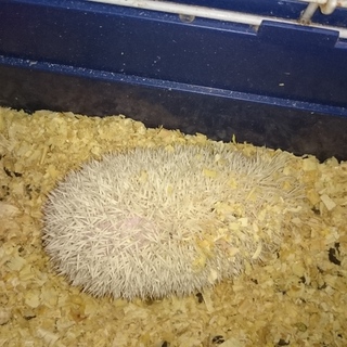 ハリネズミのアルビノ ♀