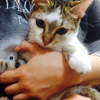 生後半年の女の子の猫の里親さんを募集します