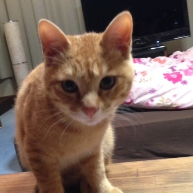 イシバシ家のカバー写真