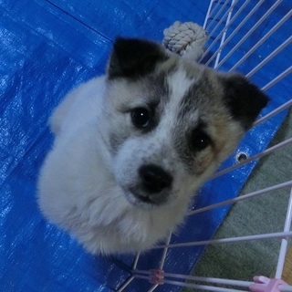 新しい家族に迎えて下さい