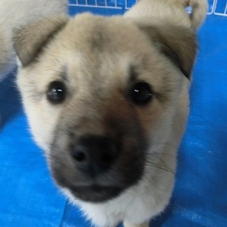 新しい家族に迎えて下さい