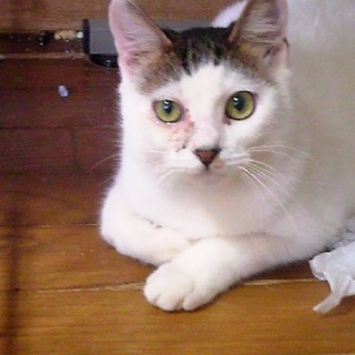 おとなしくて、甘えん坊の飼いやすい男の子