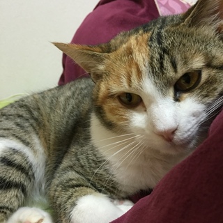 性格最高の三毛