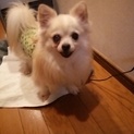 京都より　クリームチワワ男の子