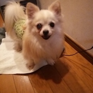 京都より　クリームチワワ男の子