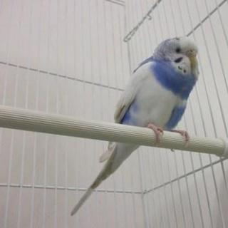 愛護センター保護セキセイインコ