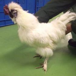 「烏骨鶏、幸せな生活を手に入れました」サムネイル1