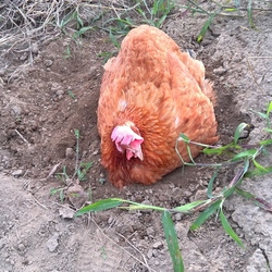 とっても幸せになったコッコちゃん