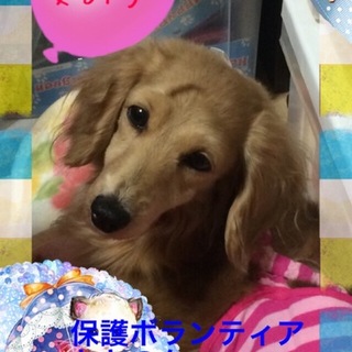 大人しく甘えん坊のMダックス３歳女の子です。